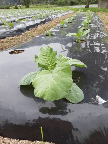 有機ケール栽培 ケールもすくすく Aojirunoつぶやき